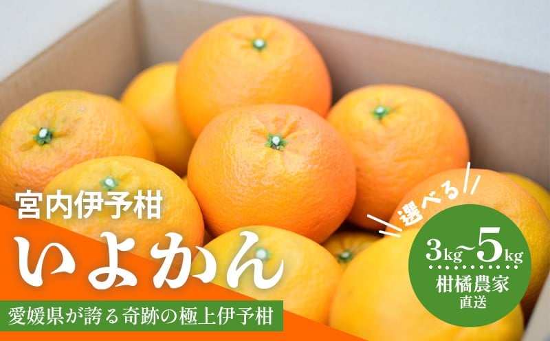 
                  【先行予約 2026年1月中旬から発送予定】 いよかん 宮内伊予柑 3kgまたは5kg みかん 愛媛 みかん 松山 みかん 農家直送 みかん 不揃い いよかん 家庭用 柑橘 愛媛 松山 北条 果物 フルーツ 産地直送 みかん 農園直送 
                