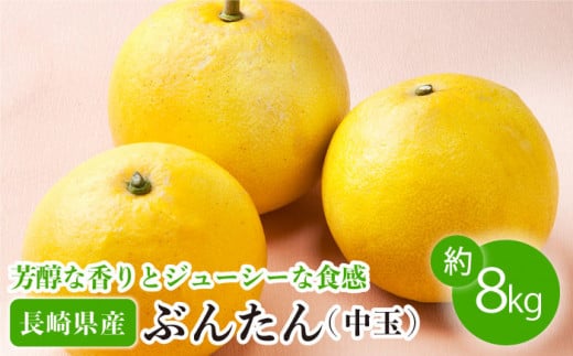 【数量限定】ぶんたん 中玉 約8kg【長崎ぶんたんの会】[OAF002] / ぶんたん 柑橘 完熟 贈答 ギフト ミカン 柑橘 果物  フルーツ 文旦 柑橘 ブンタン かんきつ 柑橘類 カンキツ 蜜柑 みかん