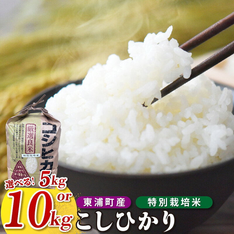 【ふるさと納税】【令和8年度産】東浦町のこしひかり【選べる内容量：5kg・10kg（5kg×2袋）】特別栽培米 コシヒカリ 精米 米 おこめ 農家直送 コスパ ブランド米 鈴木農産 愛知県 東浦町 返礼品 送料無料 [AO003]