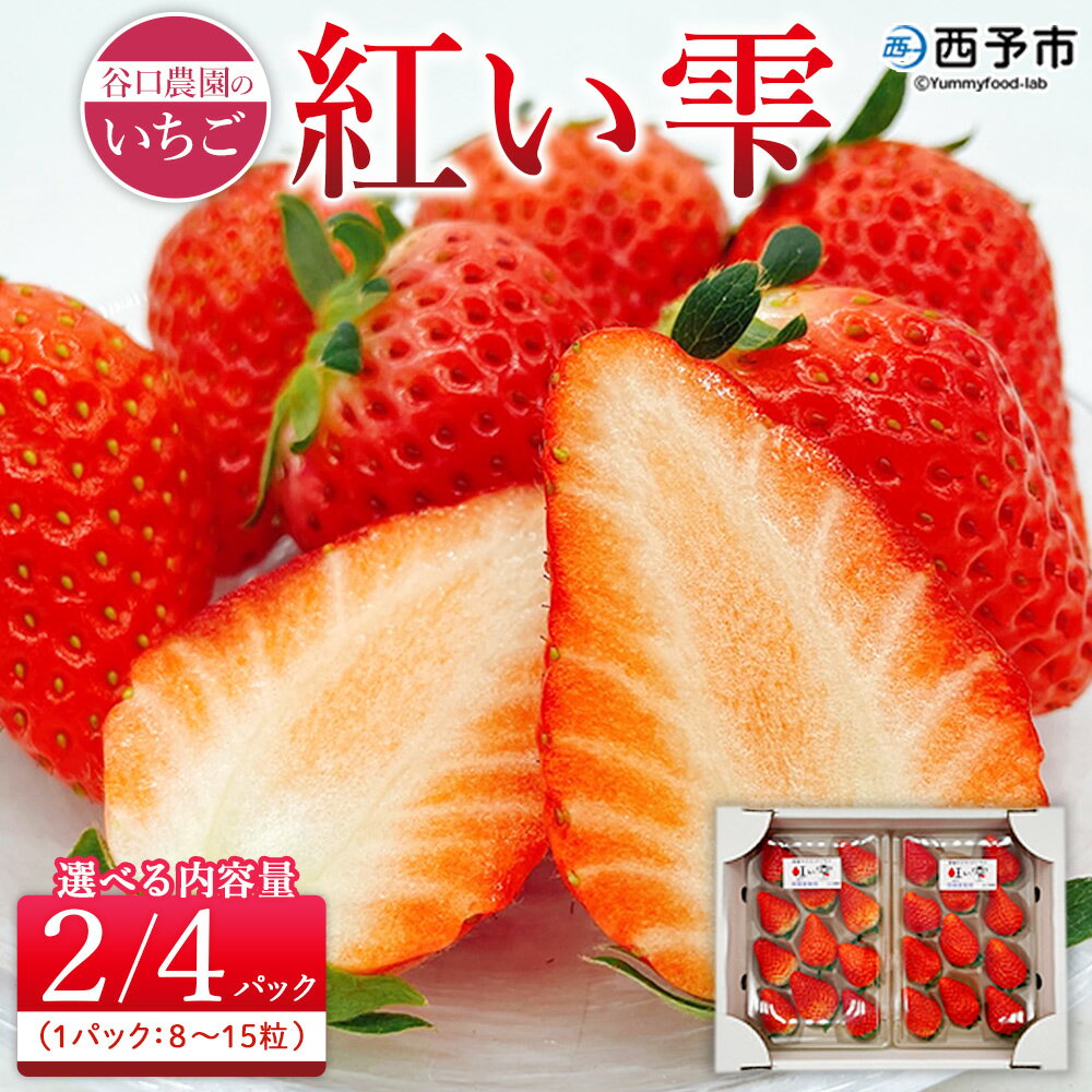 【ふるさと納税】2025年発送＜谷口農園のいちご「紅い雫」（約250g×2パック／4パック）西予市 宇和町産＞ イチゴ 果物 フルーツ ストロベリー ジューシー 特産品 株式会社フジ・アグリフーズ 愛媛県 西予市【冷蔵】『2026年1月～4月に育成状況を見ながら順次出荷予定』