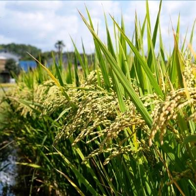 ふるさと納税 小郡市 米 5kg 行徳農園のお米 ひのひかり 筑後小郡産 農家直送 お米 コメ[No5354-0275] |  | 02