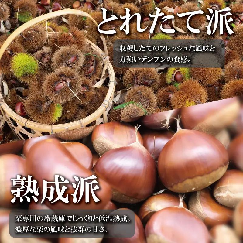 チルド熟成 丹波くり 4L 500g / 栗