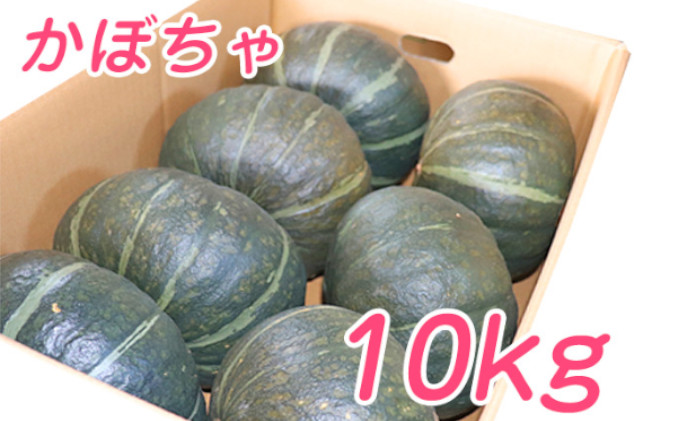 【2026年10月発送】富良野市産 かぼちゃ「ブラックのジョー」 10kg (中山農園) 野菜 南瓜