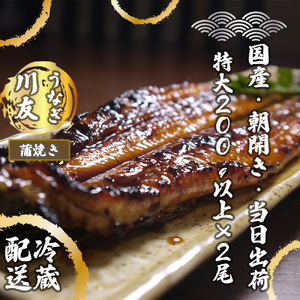 AK003_【冷蔵発送】朝開き国産うなぎ 当日発送２尾（1尾あたり約200～230ｇ） 蒲焼き（タレ付）国産鰻 ウナギ