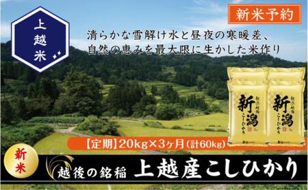 令和7年産 新潟県上越産こしひかり 精米 20kg 3か月定期便 上越市 米 コメ コシヒカリ