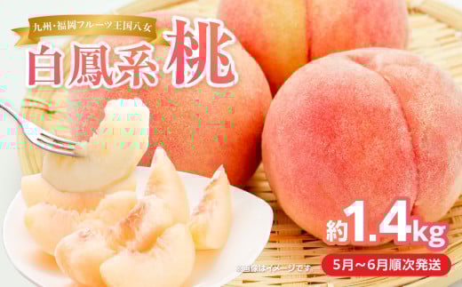 【2025年5月下旬〜6月発送】九州・福岡フルーツ王国八女から直送！桃 約1.4kg＜配送不可：北海道・沖縄・離島＞ 桃 もも モモ フルーツ  くだもの 果物 白鳳 1.4kg 産地直送 ジューシー 家庭用 自宅用 家族団らん デザート スイーツ作り 期間限定 数量限定 福岡県 八女市