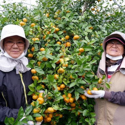 【2027年1月から順次発送】国頭村産 フルーツシークヮーサー 3kg 黄金色に色づく完熟果実