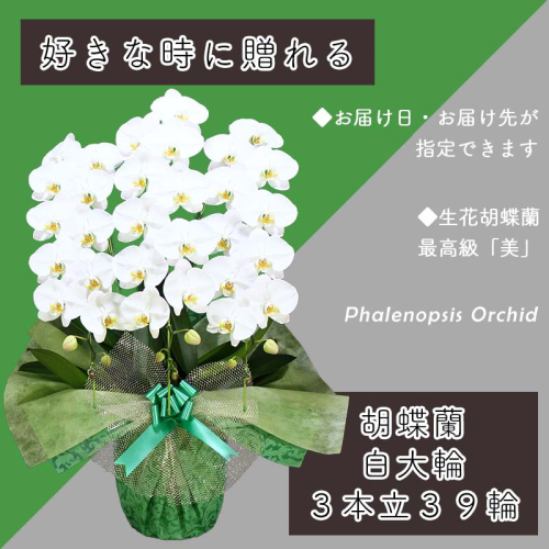 3本立て 胡蝶蘭 39輪～42輪 白色【木製大型木札 または メッセージカード 付き ラッピング お祝い ギフト 贈答 贈り物 プレゼント 生花 花 農福連携】 099H382