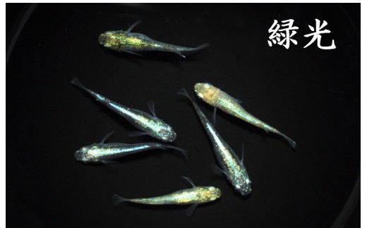 
                  メダカ「緑光」１～３ペア
                