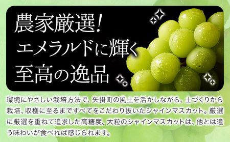 特選 シャインマスカット 1房 700g~ ぶどう マスカット フルーツ 果物 岡山県産 中嶋ぶどう園 ブドウ シャイン《9月上旬-10月下旬頃出荷》岡山県 矢掛町 送料無料 お取り寄せフルーツ