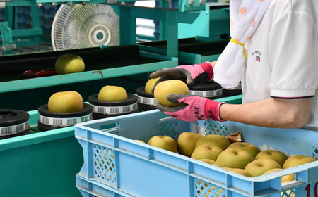 先行予約 和梨 あきづき 特秀品 約5kg [9月中旬から発送予定] 糖度13度以上を厳選 7～12玉 新潟県産 天果糖逸 [JAえちご中越]【013S063】