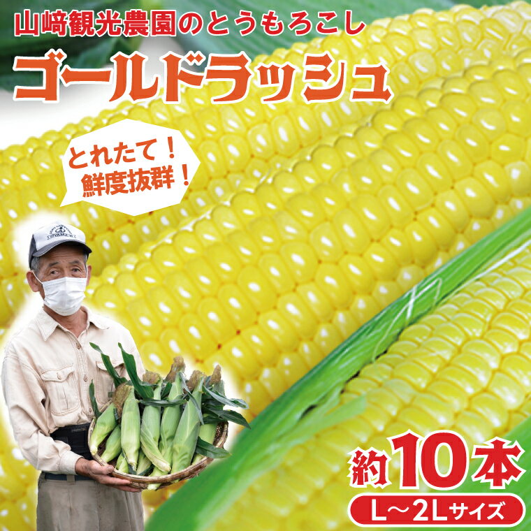 【ふるさと納税】＼期間限定／山崎観光農園の朝採りとうもろこし「ゴールドラッシュ」約10本 L～2Lサイズ | 栃木県 益子町 新鮮 野菜 トウモロコシ とうもろこし 朝採り 収穫してすぐ 産地直送 旬 7月上旬より発送 数量限定 関東限定 鮮度抜群 (AU004)
