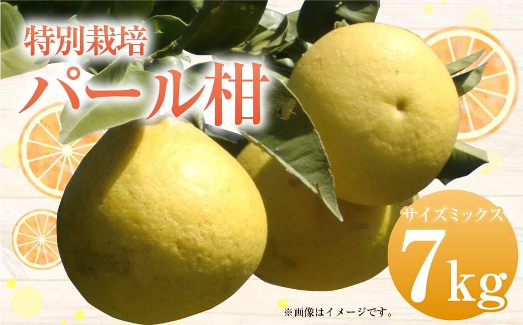 
            【先行受付】特別栽培パール柑（天草文旦） 7kg サイズミックス パール柑 天草文旦 柑橘 果物 フルーツ 熊本県産【2026年2月下旬から4月上旬発送開始】
          
