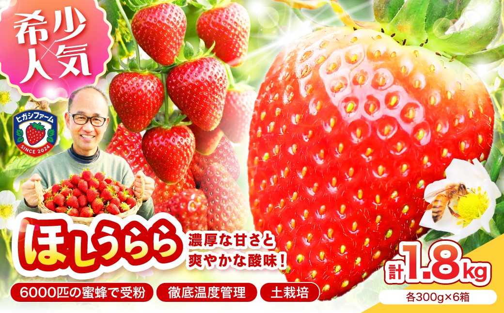 
                  【2027年1月～5月発送予定】【糖度12〜15度の希少品種】いちご ほしうらら 約1.8kg（約300g×1パック×6箱）【配送不可地域：北海道・沖縄・離島】【121C-002-2027】
                