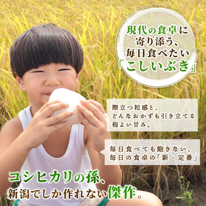【先行予約】令和8年産 こしいぶき 無洗米 10kg 5kg 2袋 新発田市産 こしいぶき kwsMKI