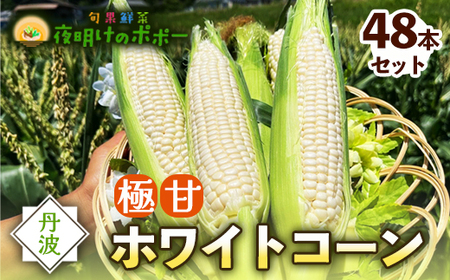 京都府産 極甘ホワイトコーン 48本（約19～19.5kg） とうもろこし トウモロコシ コーン ホイップコーン 季節の野菜 農家直送 旬 旬野菜 国産 野菜 朝採り 産地直送 期間限定 甘い コーン お取り寄せ 贈り物 ギフト 贈答 京都 綾部