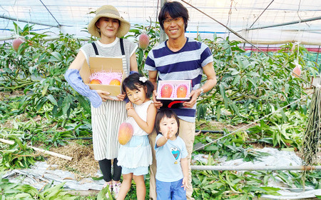 熊本県産 完熟マンゴー（化粧箱入）約2kg前後 3〜6玉入 【2025年8月下旬迄順次発送予定】