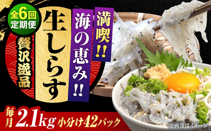 
            【全6回定期便】しらす 冷凍 生しらす 50g×42個 冷凍 しらす シラス 干し 釜揚げ 小分け 魚介類 鮮魚 ギフト 料理 レシピ シラス丼 しらす丼 海鮮丼 生 生産地 おつまみ ご飯のお供 グルメ やみつき 旬 国産 広島県産 リピート ギフト プレゼント 贈答 人気 高品質 好評 保存方法 江田島市/三島水産株式会社 [XCN018]
          