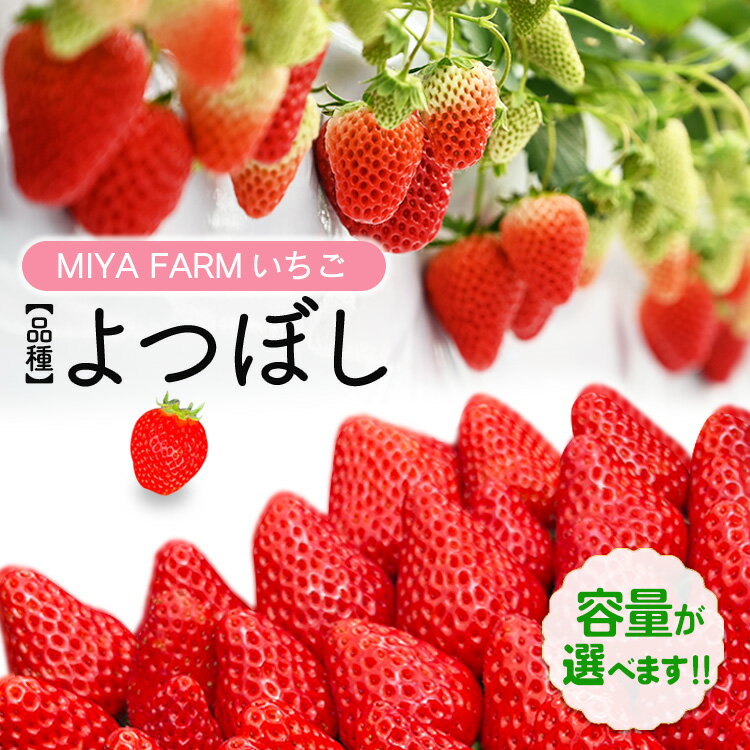 【ふるさと納税】＼選べる内容量／【先行予約】MIYA FARM いちご（品種：よつぼし） 2パック合計24粒・4パック合計48粒 ※北海道・沖縄・離島への配送不可 ※2027年1月中旬～5月下旬頃に順次発送予定