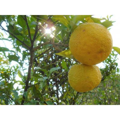 ふるさと納税 人吉市 風味最香!人吉球磨産のゆず表皮の粉末『ゆずの香』 25g×8本セット |  | 03