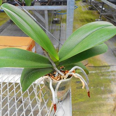 ふるさと納税 開成町 ★初めての方も!育てよう★胡蝶蘭の【苗×1株】 |  | 01
