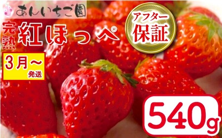 紅ほっぺ 540g 苺 いちご 3月 ～ 順次発送 いちご いちご いちご いちご いちご いちご