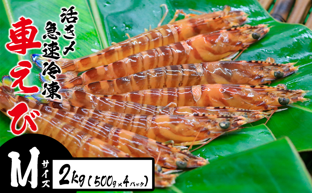 活き〆急速冷凍車えび【Mサイズ】　2kg（500g×4パック）