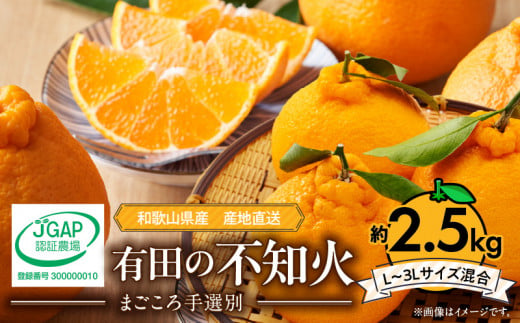 ZE6209n_有田の不知火(しらぬひ) 2.5kg　8～11玉　（M～2Lサイズ）まごころ手選別