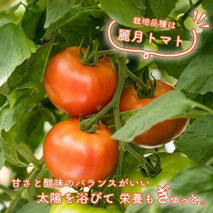 トマト 2kg | 大玉 トマト 【MTF004】
