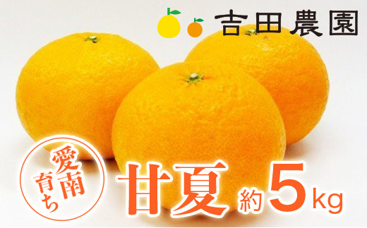 数量限定 先行予約 甘夏 5kg 7000円 みかん あまなつ 夏みかん グレープフルーツ だいだい 産地直送 国産 農家直送 糖度 果樹園 期間限定 特産品 ゼリー マーマレード ピール ジュース デザート 人気 甘い おいしい フルーツ 果物 柑橘 蜜柑 愛南町 愛媛県 吉田農園