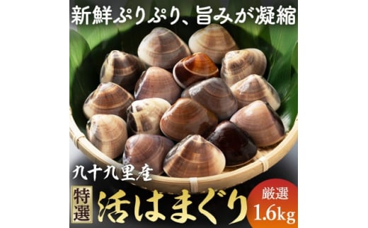 ≪千葉ブランド水産物認定品≫ 九十九里産 活け はまぐり 約1.6kg/18～25個 天然  蛤 ハマグリ 活 冷蔵 魚介 魚貝 海鮮  貝  出汁 だし 味噌汁 酒蒸し グラタン 九十九里浜  お祝い 祝い ひなまつり 節句 おせち 贅沢 人気 おすすめ 贈答 ギフト お取り寄せ 送料無料 ふるさと納税 不動丸  千葉県 旭市