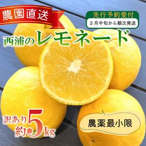 訳あり 数量限定 西浦 レモネード 5kg 木負観光みかん園 減農薬 レモネード
