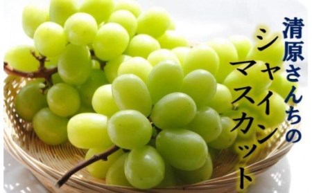 1583R_【先行予約】清原さんちのシャインマスカット1.5kg