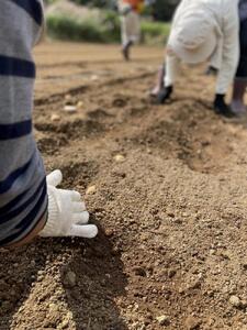 【2025年3月上旬頃から発送】屋久島産 じゃがいも 5kg＜農薬不使用＞