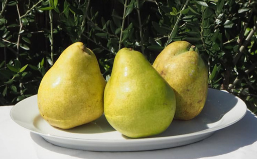 ～果物王国山形からの贈り物～ラ・フランス 秀 2kg FY26-037