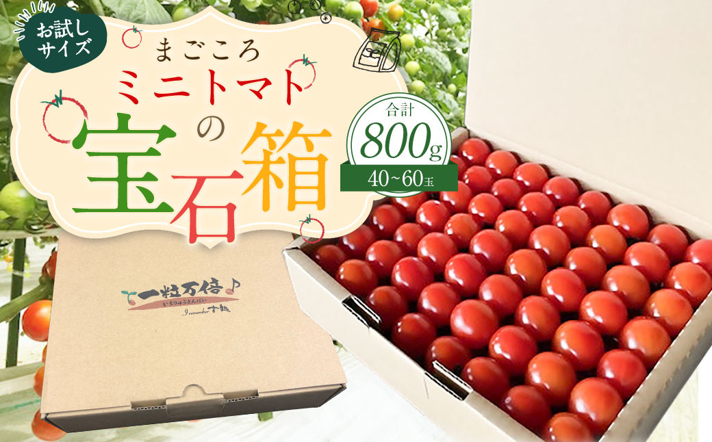お試しサイズ まごころミニトマトの宝石箱 800g (約40～60玉)