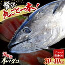 【ふるさと納税】対馬産 養殖 本マグロ 1尾（30~40kg）《対馬市》【対海】 冷凍 新鮮 ブロック 1本 お祝い パーティ 景品 贈り物 鮪 トロ 50万[WAH005] 547000 547000円