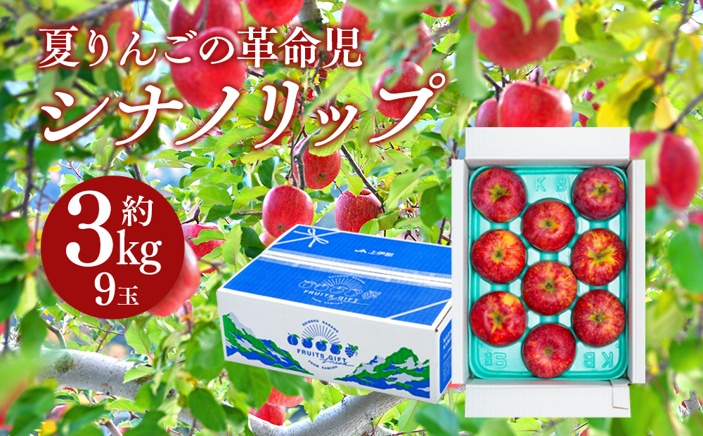 シナノリップ　約3kg（9玉）