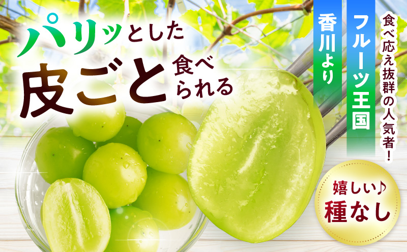 【大収穫祭・感謝企画】ご家庭用シャインマスカットパック　約1.4kg(3～4パック) | シャインマスカット マスカット ぶどう ブドウ 葡萄 果物 フルーツ 新鮮 くだもの 国産 ギフト お裾分け 