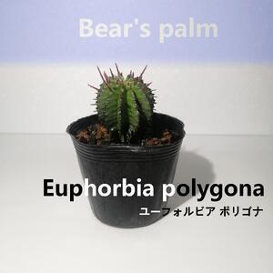 ユーフォルビア ポリゴナ　Euphorbia polygona_栃木県大田原市生産品_Bear‘s palm