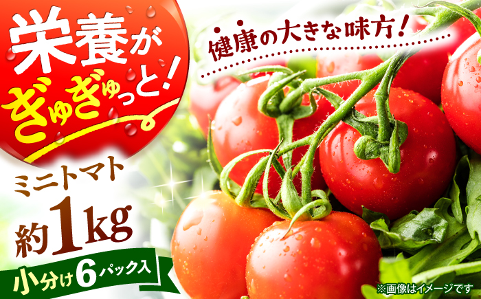【11月上旬より順次発送】 ミニ トマト 計1kg（小分け6パック）＜ファゼンダ坂本＞ [CGP001]