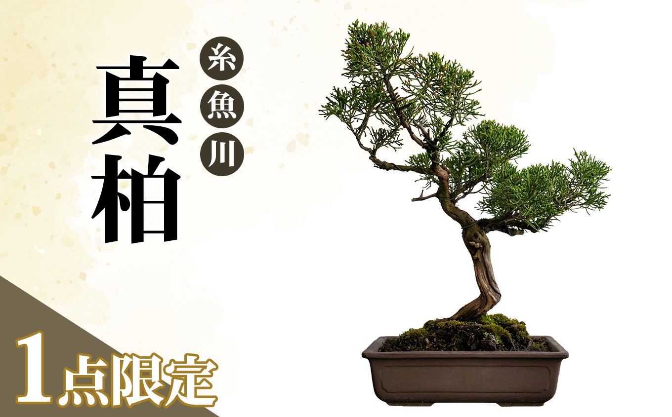 
                  【限定一点】糸魚川真柏 商品番号10 山採り木 現品限り 盆栽【新潟県糸魚川市】
                