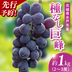 【9月上旬より順次発送】【数量限定】種なし巨峰 約1キロ（2～3房）【巨峰 ブドウ ぶどう フルーツ 果物 くだもの 濃厚 種なし 水戸市 茨城県】（MA-2）