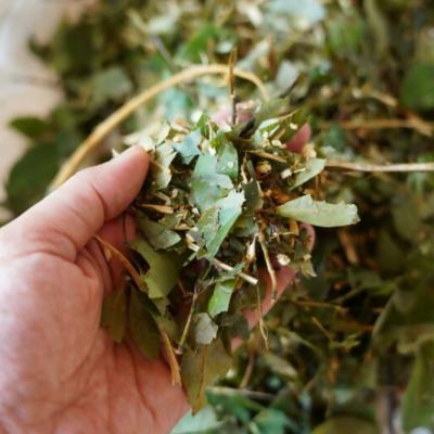 ふるさと納税 関市 国産くろもじ茶 ティーバッグ 1.8g×7個 |  | 03