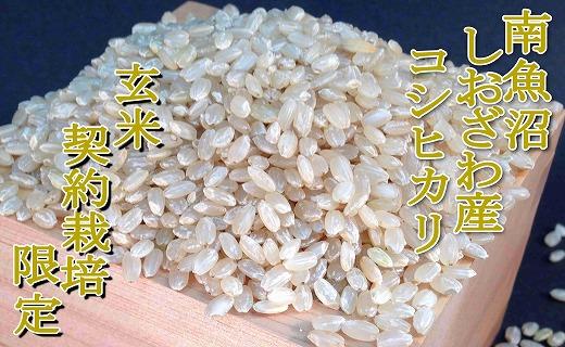 【令和7年産】【玄米１０Kg】●玄米● 生産者限定 南魚沼しおざわ産コシヒカリ【2025年10月上旬より順次発送予定】
