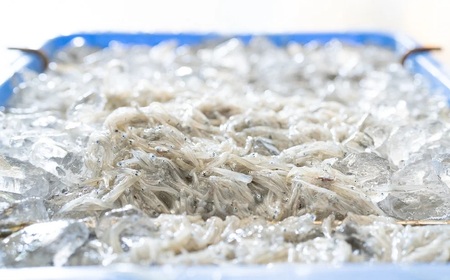 釜揚げしらす 800ｇ木箱入り・しらす丼醤油セット_E6006n