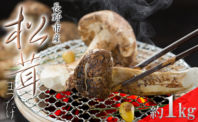 長野市収穫　松茸　約1kg（8～15本） |  まつたけ きのこ キノコ 秋の味覚 食材 人気 おすすめ  送料無料  長野県 長野市 信州 信濃 ふるさと納税
