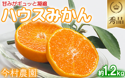 
            今村農園のハウスみかん 約1.2kg【秀品】 みかん 柑橘 1.2kg 秀品 先行予約 7月 8月 フルーツ ＜107-006_7＞
          