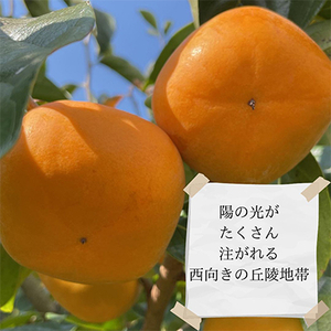 【令和6年10月下旬から発送】たねなし柿L～2Lサイズ(16～18個入り)【配送不可地域：離島】【1410559】