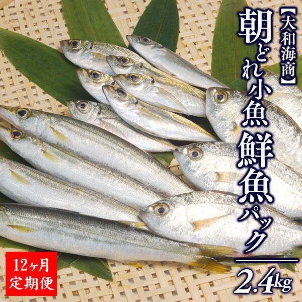 【12ヶ月定期便】大和海商の朝どれ鮮魚小魚パック 2.4kg N072-YG0180